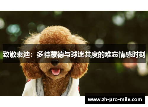 致敬泰迪：多特蒙德与球迷共度的难忘情感时刻